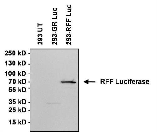 32460 | GOXRBT IGG H L HRP 2 ML
