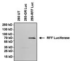 32460 | GOXRBT IGG H L HRP 2 ML