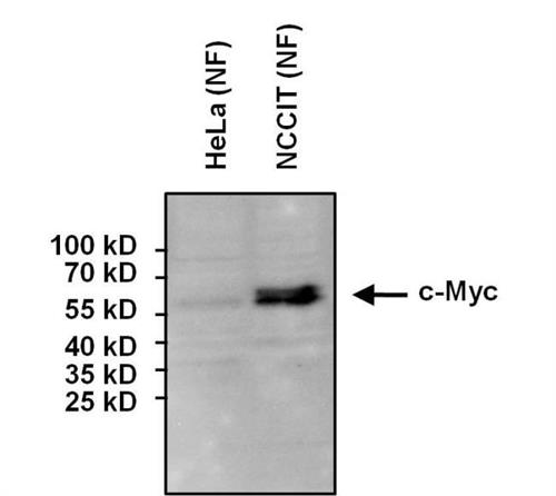 MA1980 | PIERCE C MYC MOUSE MONOCLONAL ANTIBODY 100 UG