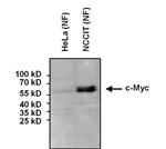 MA1980 | PIERCE C MYC MOUSE MONOCLONAL ANTIBODY 100 UG