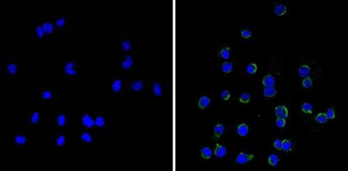 MA11C5 | ANTI MOUSE CD11C MONOCLONAL EA