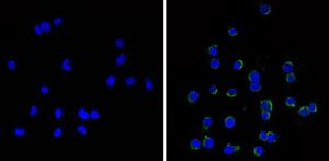 MA11C5 | ANTI MOUSE CD11C MONOCLONAL EA