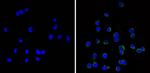 MA11C5 | ANTI MOUSE CD11C MONOCLONAL EA