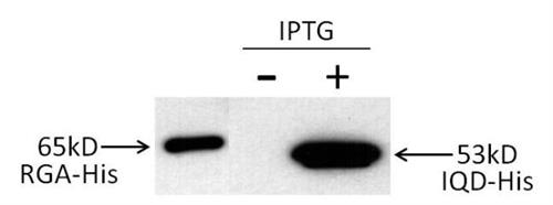 MA121315 | 6X HIS TAG ANTIBODY MOUSE MONOCLONAL