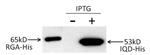 MA121315 | 6X HIS TAG ANTIBODY MOUSE MONOCLONAL