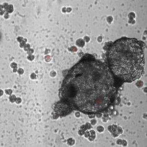 HH3 | Primary Human Hepatocytes - Spheroid Grade 