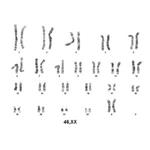 K06 | Karyotype service from live mouse cells, BSL1