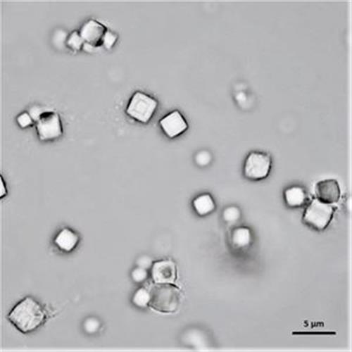 PPH44-50 | PODS Human VEGF-165