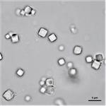 PPH44-50 | PODS Human VEGF-165