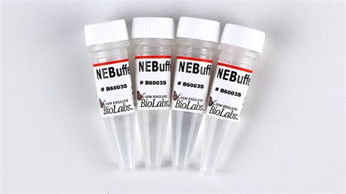 B6003S | NEBuffer r3.1 5 ml