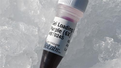 B7024S | Gel Loading Dye Purple 6X 4 ml