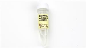 B9200S | Recombinant Albumin Molecular Biology Grade 12 mg