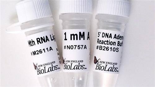 E2610S | 5 DNA Adenylation Kit 10 reactions