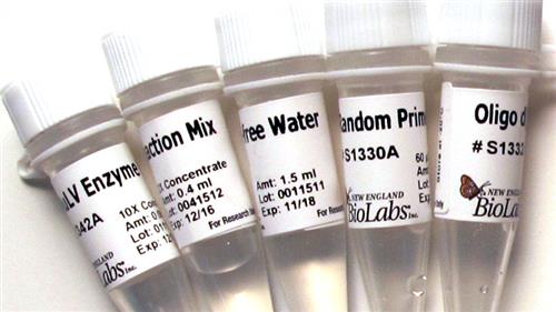 E6300L | ProtoScript First Strand cDNA Synthesis Kit 150 re