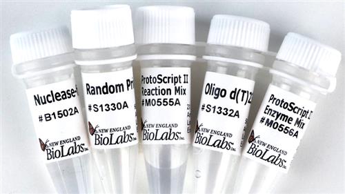 E6560S | ProtoScript II First Strand cDNA Synthesis Kit 30