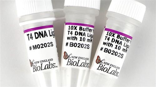 M0202M | T4 DNA Ligase 100000 units