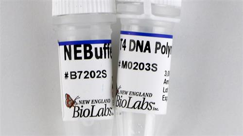 M0203L | T4 DNA Polymerase 750 units