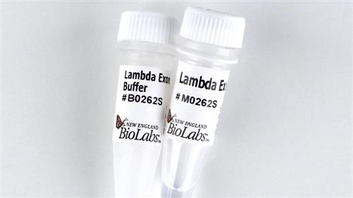 M0262L | Lambda Exonuclease 5000 units