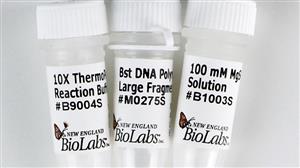 M0275L | Bst DNA Polymerase Large Fragment 8000 units