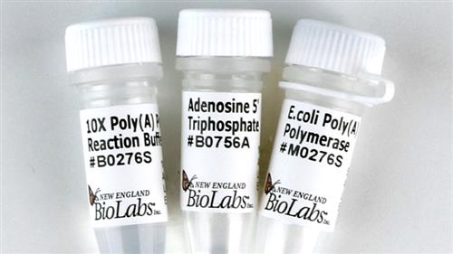 M0276L | E.coli Poly A Polymerase 500 units