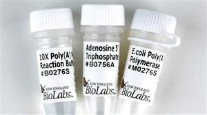 M0276L | E.coli Poly A Polymerase 500 units