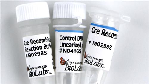 M0298L | Cre Recombinase 250 units