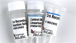 M0298L | Cre Recombinase 250 units