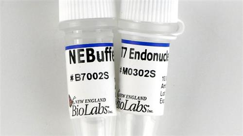 M0302S | T7 Endonuclease I 250 units