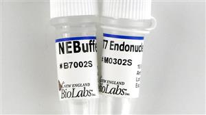 M0302S | T7 Endonuclease I 250 units