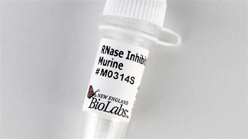 M0314S | RNase Inhibitor Murine 3000 units