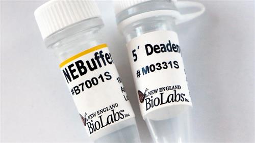 M0331S | 5 Deadenylase 2500 units