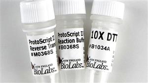 M0368L | ProtoScript II Reverse Transcriptase 10000 units