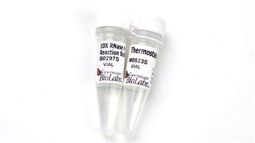 M0523S | Thermostable RNase H 250 units