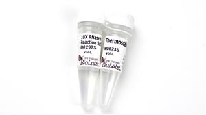 M0523S | Thermostable RNase H 250 units