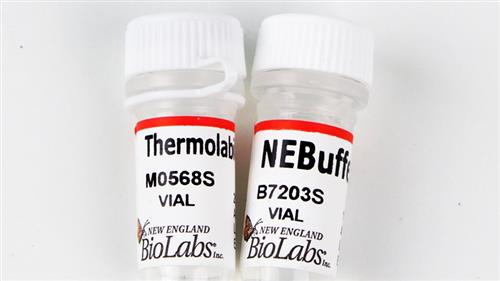 M0568S | Thermolabile Exonuclease I 3000 units