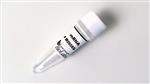 M0608S | mRNA Decapping Enzyme 2000 units