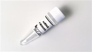 M0608S | mRNA Decapping Enzyme 2000 units