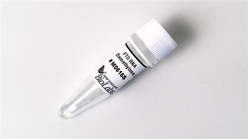 M0616S | FTO RNA Demethylase 20 g