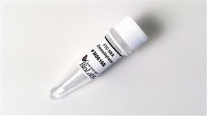 M0616S | FTO RNA Demethylase 20 g