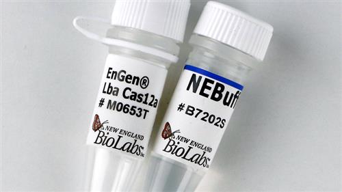 M0653T | EnGen Lba Cas12a Cpf1 2000 pmol