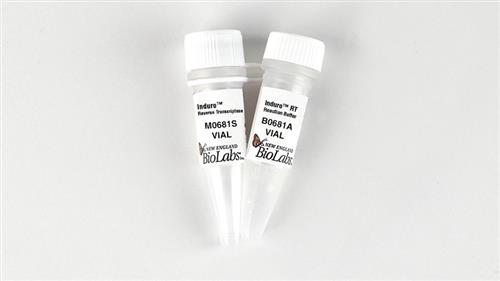 M0681S | Induro Reverse Transcriptase 4000 units