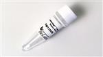 M1100L | NEBridge Ligase Master Mix 250 reactions