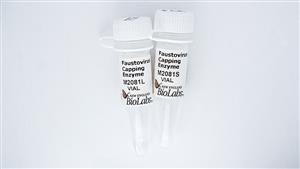 M2081S | Faustovirus Capping Enzyme 500 units