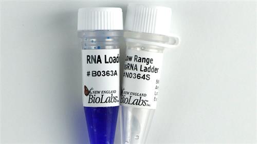 N0364S | Low Range ssRNA Ladder 100 gel lanes
