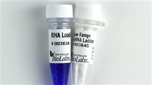 N0364S | Low Range ssRNA Ladder 100 gel lanes