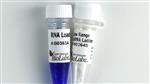 N0364S | Low Range ssRNA Ladder 100 gel lanes