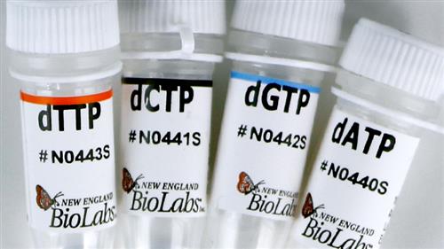 N0446S | Deoxynucleotide dNTP Solution Set 25 mol