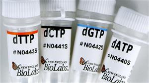 N0446S | Deoxynucleotide dNTP Solution Set 25 mol