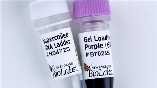 N0472S | Supercoiled DNA Ladder 100 gel lanes