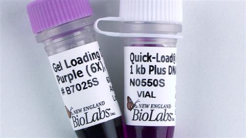N0550S | Quick Load Purple 1 kb Plus DNA Ladder 250 gel lan